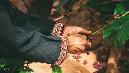 Is Specialty Coffee Worth The Hype?